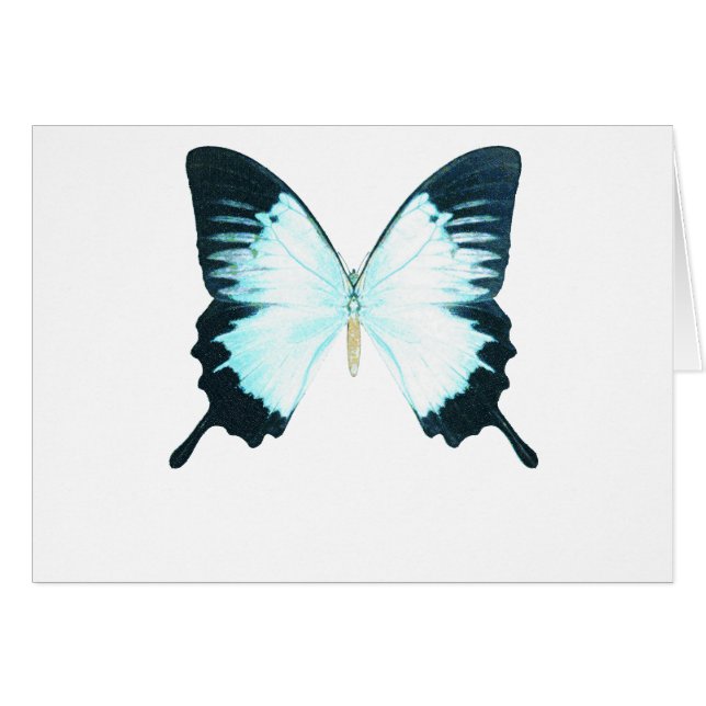 孔雀の王室のな蝶 (正面横)