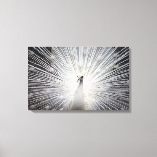 孔雀の美しい白アルビノの羽毛 キャンバスプリント (正面)