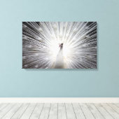 孔雀の美しい白アルビノの羽毛 キャンバスプリント (インサイチュ (ウッドフロア))