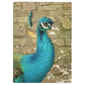 孔雀の美しい自然写真 クリップボード (裏面)