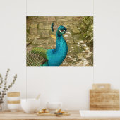孔雀の美しい自然写真 ポスター (キッチン)