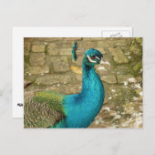 孔雀の美しい自然写真 ポストカード (正面/裏面)