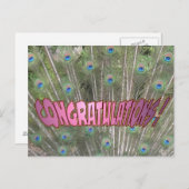 孔雀の羽おめでとう葉書ピンク ポストカード (正面/裏面)