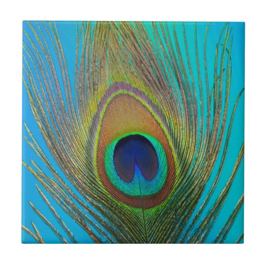 孔雀の羽のクローズアップ タイル (正面)