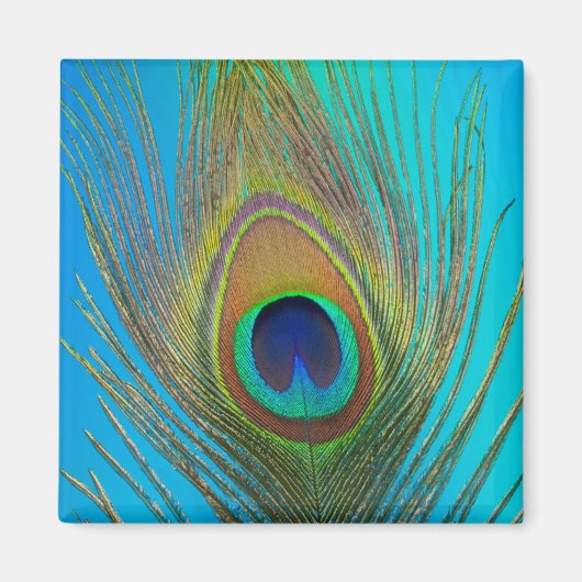 孔雀の羽のクローズアップ マグネット (正面)