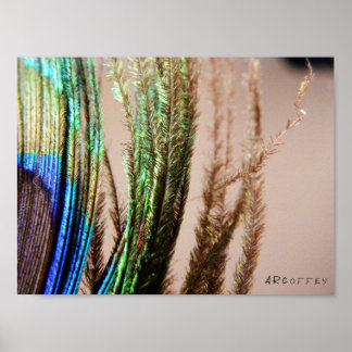 孔雀の羽のポスター ポスター