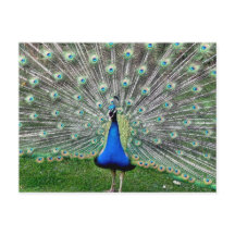 孔雀の羽のポストカード