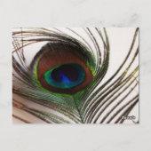 孔雀の羽の花のテーブル番号 ポストカード (裏面)