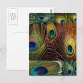 孔雀の羽の襟 ポストカード (正面/裏面)