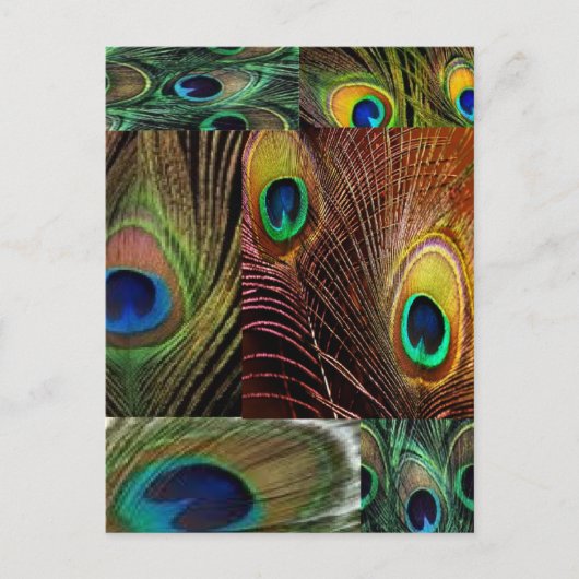 孔雀の羽の襟 ポストカード (正面)