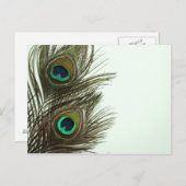 孔雀の羽はがき ポストカード (正面/裏面)