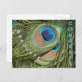 孔雀の羽クローズアップ大学院はがき ポストカード (正面/裏面)