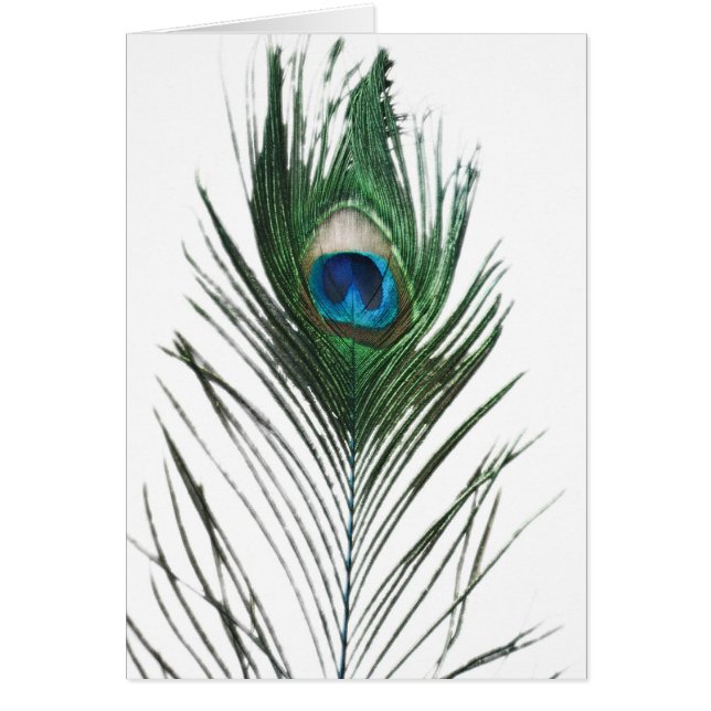 孔雀の羽根 (正面)