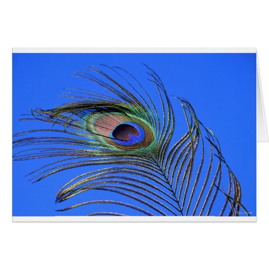 孔雀の羽毛写真 (正面横)