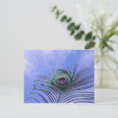 孔雀の羽毛写真 ポストカード (スタンド正面)