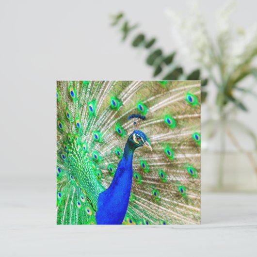 孔雀の羽毛 カード (スタンド正面)