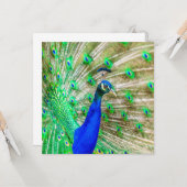孔雀の羽毛 カード (正面/裏面インサイチュ)