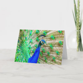 孔雀の羽毛 カード