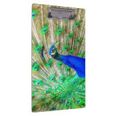 孔雀の羽毛 クリップボード (右)