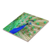 孔雀の羽毛 タイル (側面)