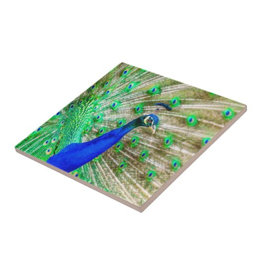 孔雀の羽毛 タイル (側面)