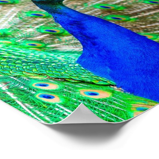 孔雀の羽毛 ポスター (角)