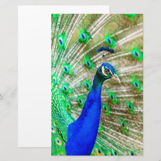 孔雀の羽毛 便箋 (正面/裏面)