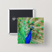 孔雀の羽毛 缶バッジ (正面&裏面)