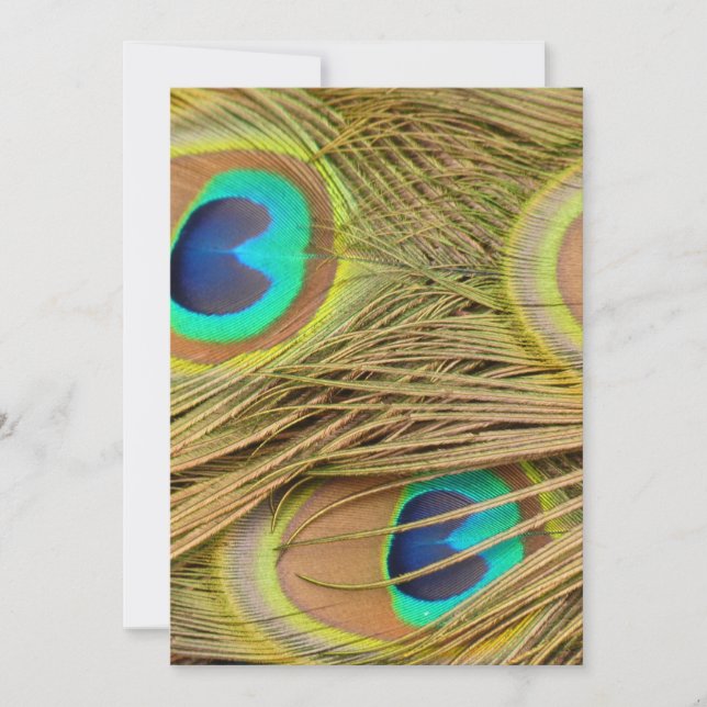 孔雀の羽 (正面)