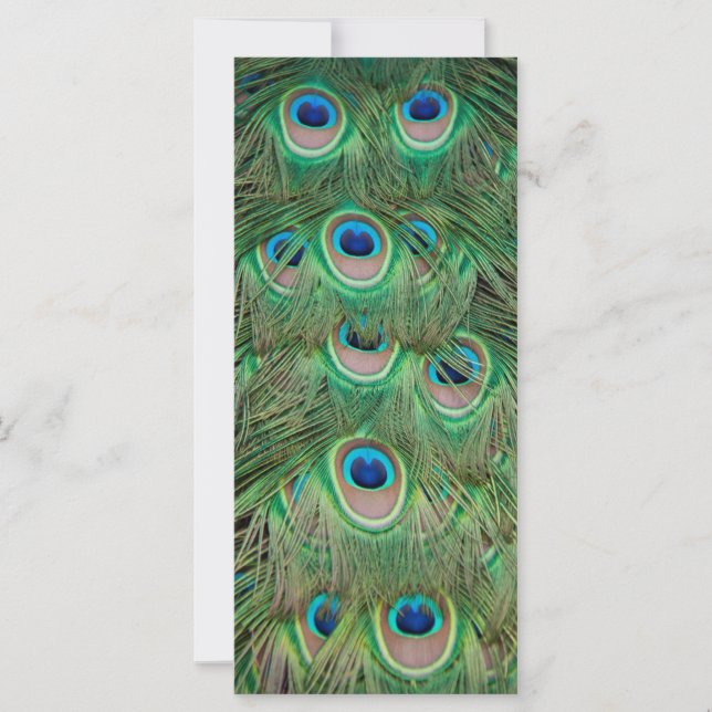 孔雀の羽 (正面)