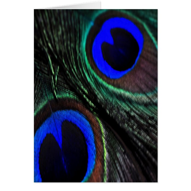 孔雀の羽 (正面)