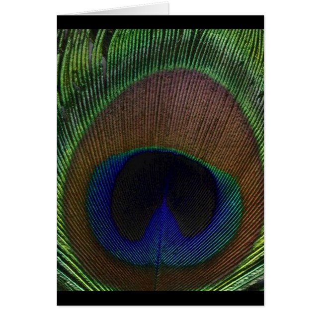 孔雀の羽 (正面)