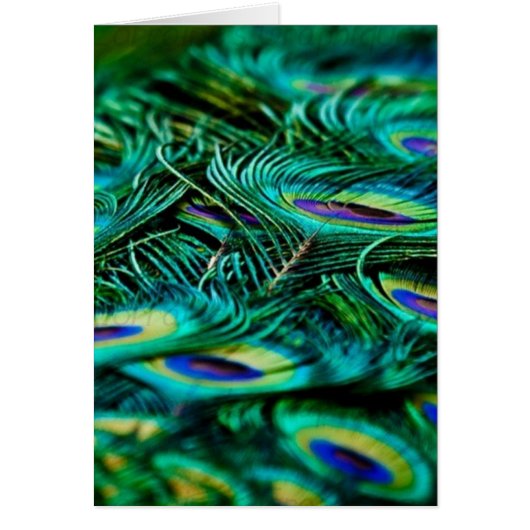 孔雀の羽 (正面)