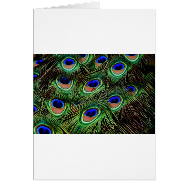 孔雀の羽 (正面)