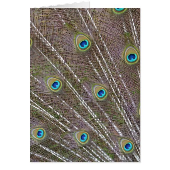 孔雀の羽 (正面)