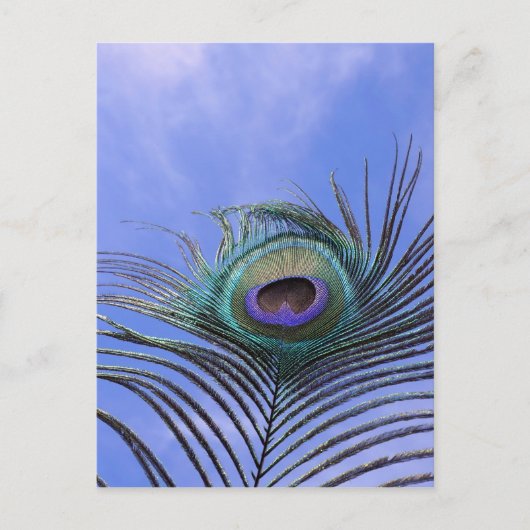 孔雀の羽2の写真 ポストカード (正面)