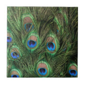 孔雀の羽 タイル (正面)