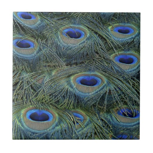 孔雀の羽 タイル (正面)