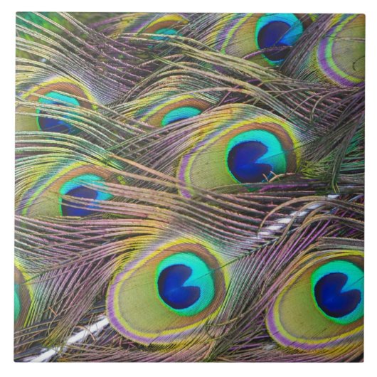 孔雀の羽 タイル (正面)