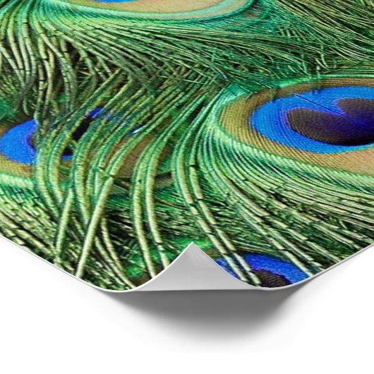 孔雀の羽 – ポスター (角)