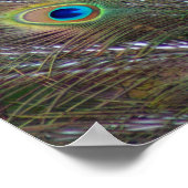 孔雀の羽 ポスター (角)