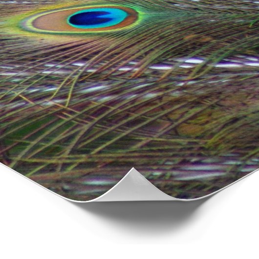 孔雀の羽 ポスター (角)