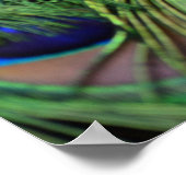 孔雀の羽 ポスター (角)