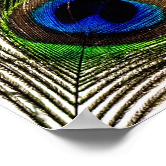 孔雀の羽 ポスター (角)