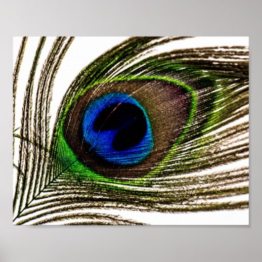孔雀の羽 ポスター (正面)