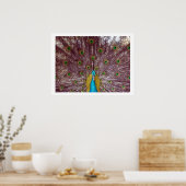 孔雀の羽 ポスター (キッチン)