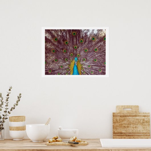 孔雀の羽 ポスター (キッチン)