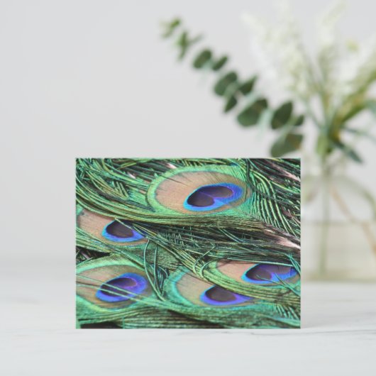孔雀の羽 ポストカード (スタンド正面)
