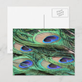 孔雀の羽 ポストカード (正面/裏面)