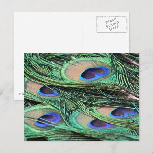 孔雀の羽 ポストカード (正面/裏面)